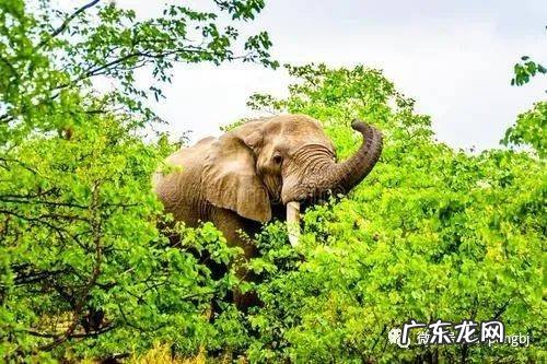 动物拥有神奇的中药本能?