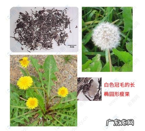 蒲公英有哪些特点品质 蒲公英有哪些特点