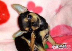 狗狗耳螨该怎么办 狗狗耳螨有什么症状