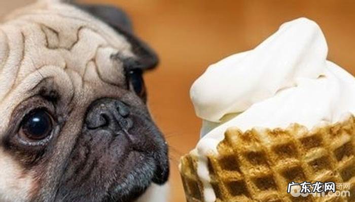 小狗得胃病的缘故有什么 小狗胃病治疗方法