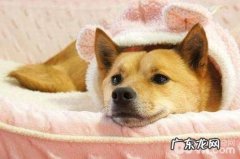 小狗得胃病的缘故有什么 小狗胃病治疗方法