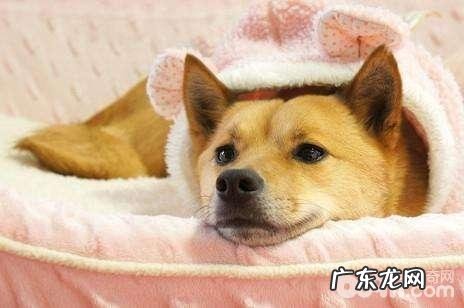 狗狗肠炎该怎么办 狗狗肠炎治疗方法详细介绍