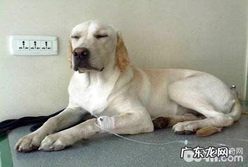 小狗肝炎病症该怎么办 小狗肝炎治疗方式