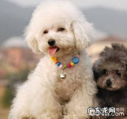 小狗肝炎病症该怎么办 小狗肝炎治疗方式