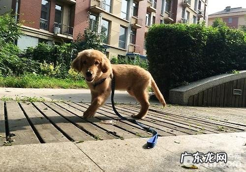 小狗站不稳的缘故都有哪些?