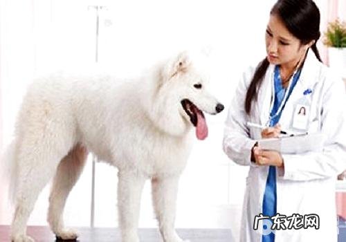 小狗站不稳的缘故都有哪些?