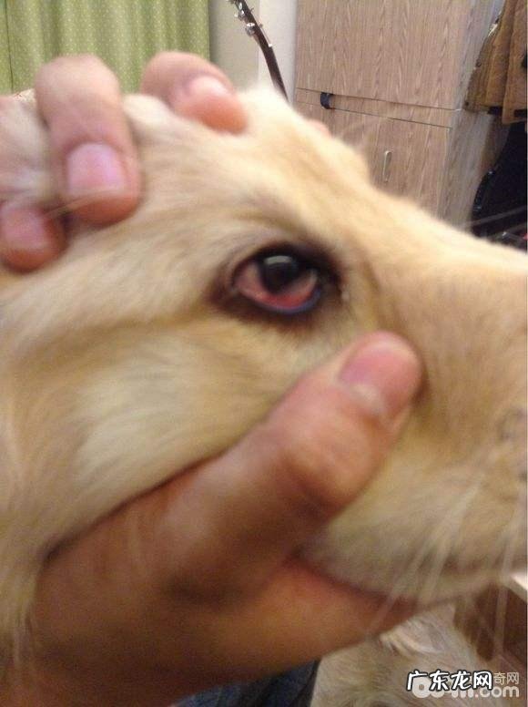 小狗眼睑内翻 小狗眼睑内翻该怎么办