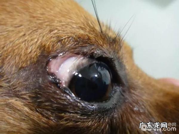 小狗眼睑内翻 小狗眼睑内翻该怎么办