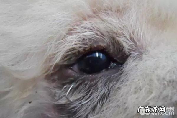 小狗眼睑内翻 小狗眼睑内翻该怎么办