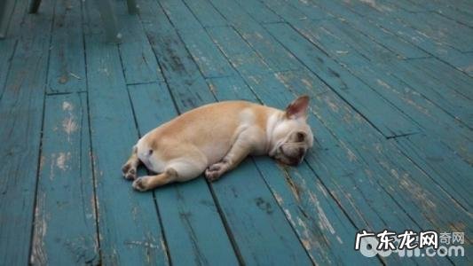 小狗脱肛的原因,小狗脱肛怎么办?