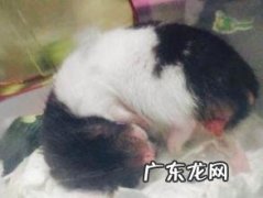 小狗脱肛的原因，小狗脱肛怎么办？