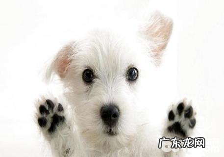 是什么原因造成 小便带血？狗狗尿血根本原因