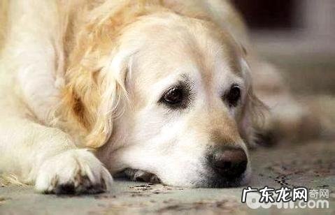 小狗支气管炎肺炎怎么治?小狗得了支气管炎肺炎怎么办?