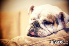 小狗支气管炎肺炎怎么治？小狗得了支气管炎肺炎怎么办？