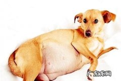 狗狗难产该怎么办？狗狗难产的应急措施