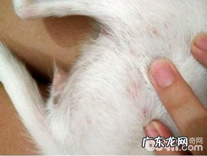 小狗的身上有湿疹怎么办？狗湿疹如何治疗？