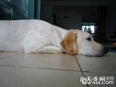 小狗的身上有湿疹怎么办？狗湿疹如何治疗？