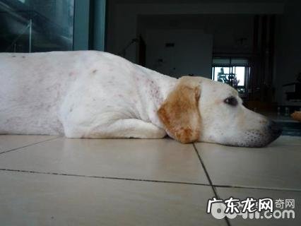 小狗的身上有湿疹怎么办？狗湿疹如何治疗？