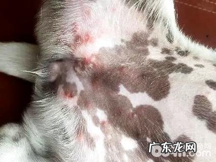 小狗的身上有湿疹怎么办？狗湿疹如何治疗？