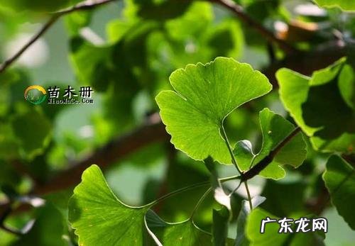 银杏树的产地 银杏树的特点是什么