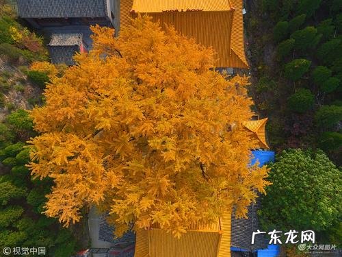 贵州哪里有银杏树风景 济南哪里有银杏树