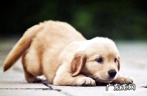 小狗会得风湿病吗？该如何治疗？