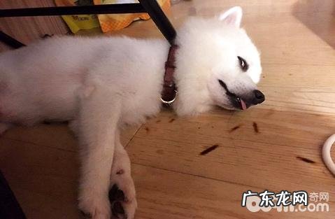 小狗会得风湿病吗？该如何治疗？