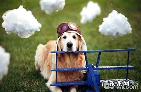 小狗会得风湿病吗？该如何治疗？