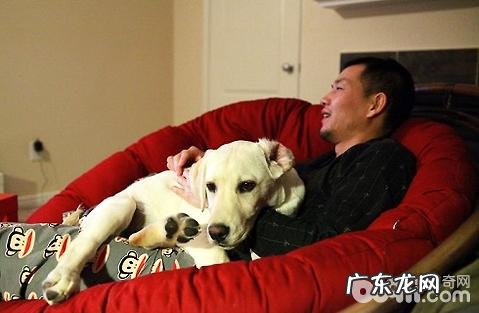 狗狗呕吐该怎么办?怎么会反胃?