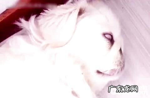 小狗的胃肠是确实敏感吗？狗狗不能吃什么物品？