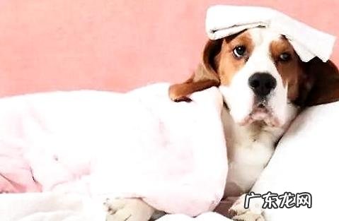 小狗的胃肠难题该怎么办?如何调养?