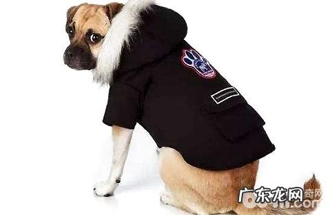 小狗的胃肠难题该怎么办?如何调养?