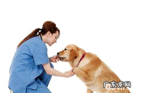 狗狗拉血是什么情况？有哪些难题？