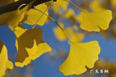 农民创业做什么好？农民创业项目推荐