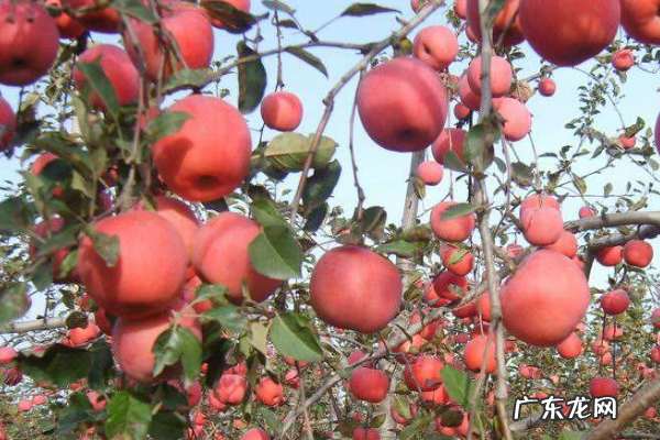 农村赚钱好项目有哪些?2019年农村赚钱好项目推荐