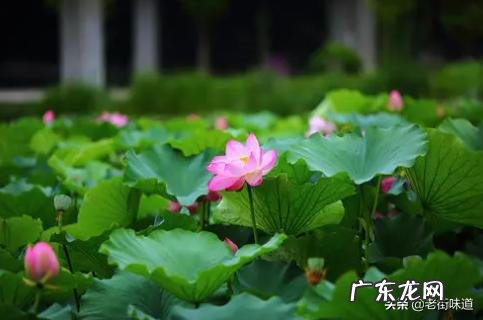 有没有关于描写荷花好的诗句推荐