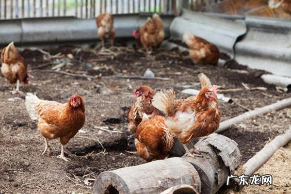 没文化在农村怎么赚钱?学历不高的农民可以做什么?