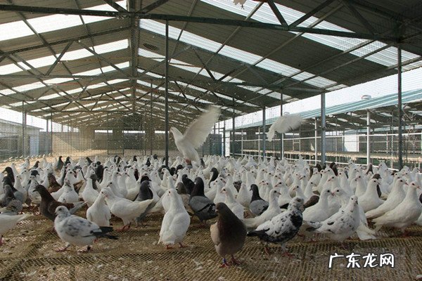 农村养殖什么好销路好?来钱更快?