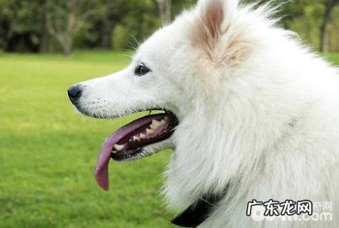 狗狗配种時间？狗狗配种注意事项