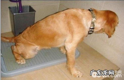 小狗尿道感染该怎么办？狗尿路感染病症