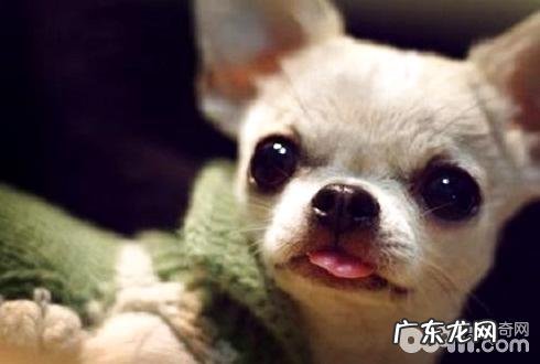 犬角膜炎的病症及治疗方法