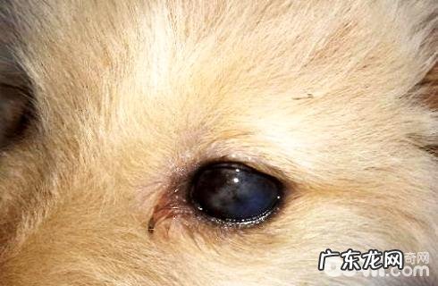 犬角膜炎的病症及治疗方法
