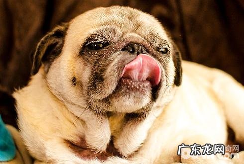 小狗有乳糖不耐受症该怎么办?小狗乳糖不耐受症医治