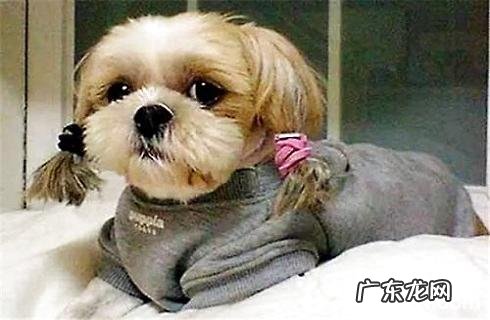 小狗狗泪水多是什么原因?小狗狗近期泪水多