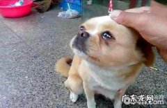 小狗狗泪水多是什么原因？小狗狗近期泪水多