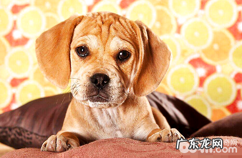 小狗出現什么状况很有可能生病了?