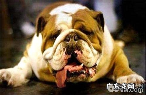 夏季小宠物中署了该怎么办?