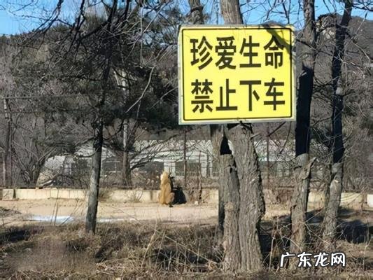 八达岭老虎伤人的事件真相 八达岭老虎伤人的事件完整视频