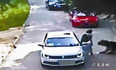 八达岭老虎伤人的事件真相 八达岭老虎伤人的事件完整视频