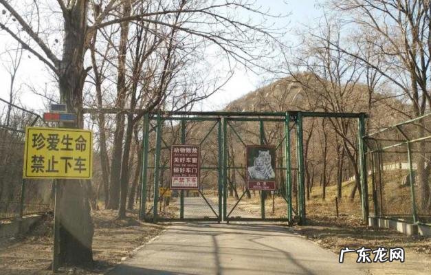 八达岭老虎伤人的事件真相 八达岭老虎伤人的事件完整视频